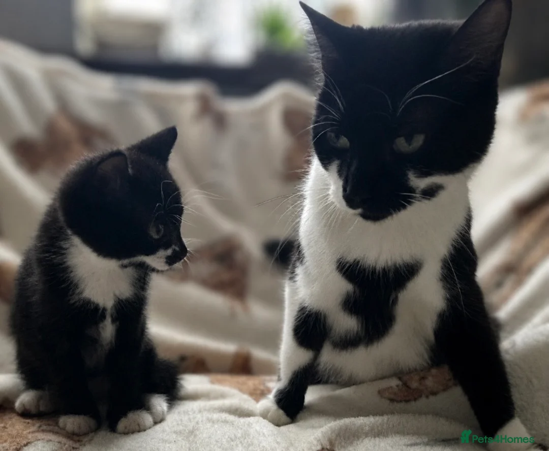 Mixed Breed cats for sale: Playful kittens  in Ipswich - Advert 17