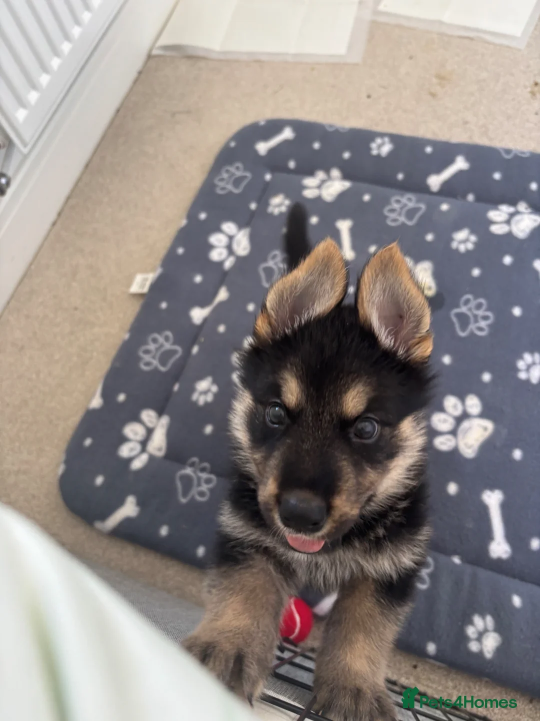 Shepsky dogs for sale: Puppy for sale  - Advert 4