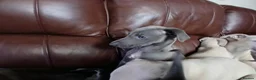 Whippet dogs for sale: High Quality Whippet pups Crufts - Advert 28