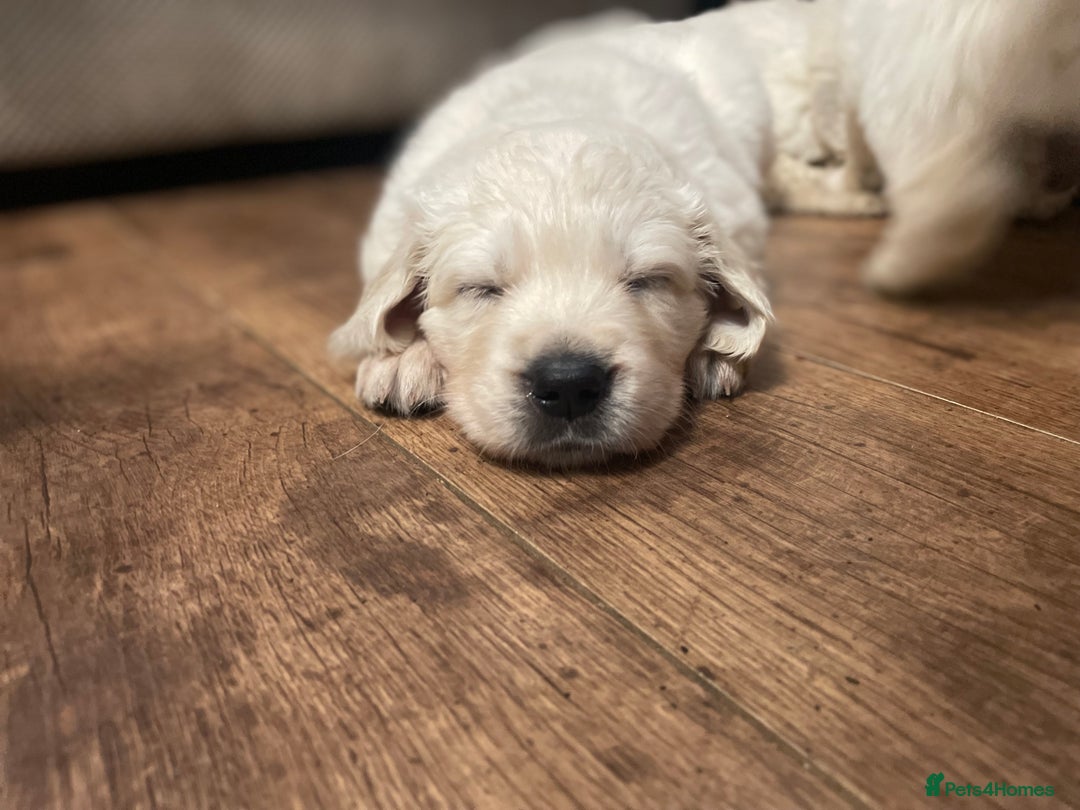Golden Retriever dogs for sale: KC Reg Cream Boys from health tested parents.  - Advert 17