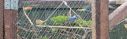 Lovebirds birds for sale: Lovebirds for sale! 🦜 - Advert 10