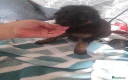 German Shepherd dogs for sale: Beautiful German shepherd pups - Image 3