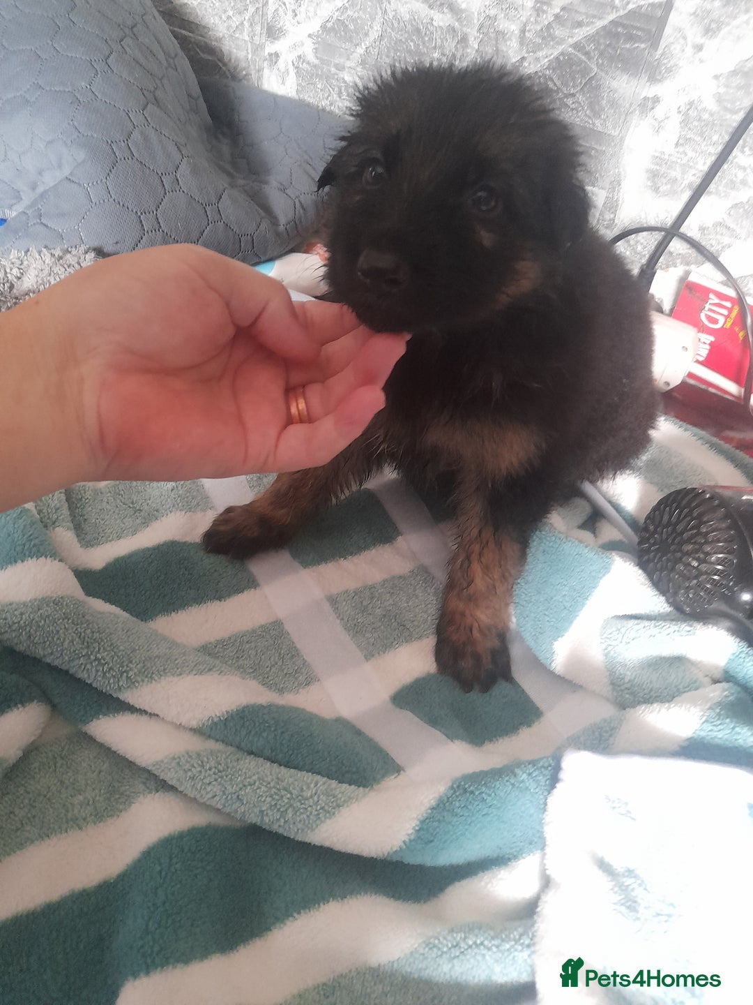 German Shepherd dogs for sale: Beautiful German shepherd pups - Image 3