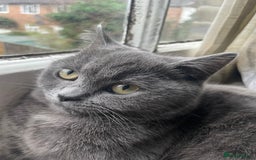 Scottish Fold cats for sale: Perfect Scottish straight girl  - Image 1