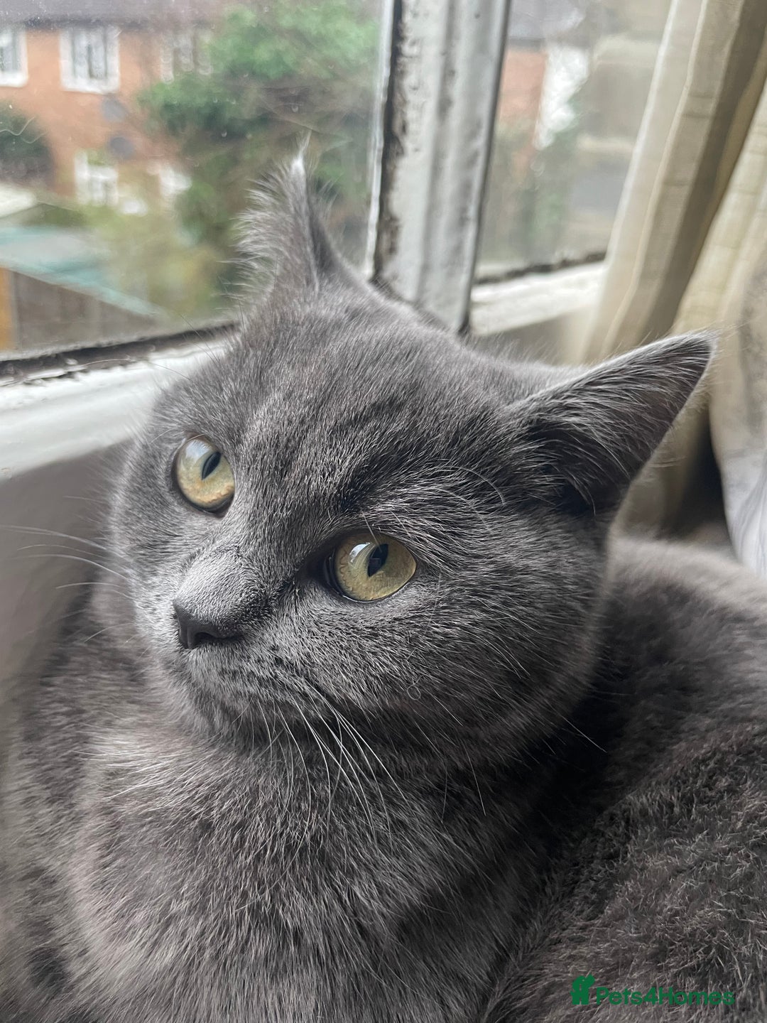Scottish Fold cats for sale: Perfect Scottish straight girl  - Image 1