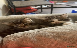 Norwegian Forest Cat cats for sale: Norwegian forest cross tabby  - Image 2