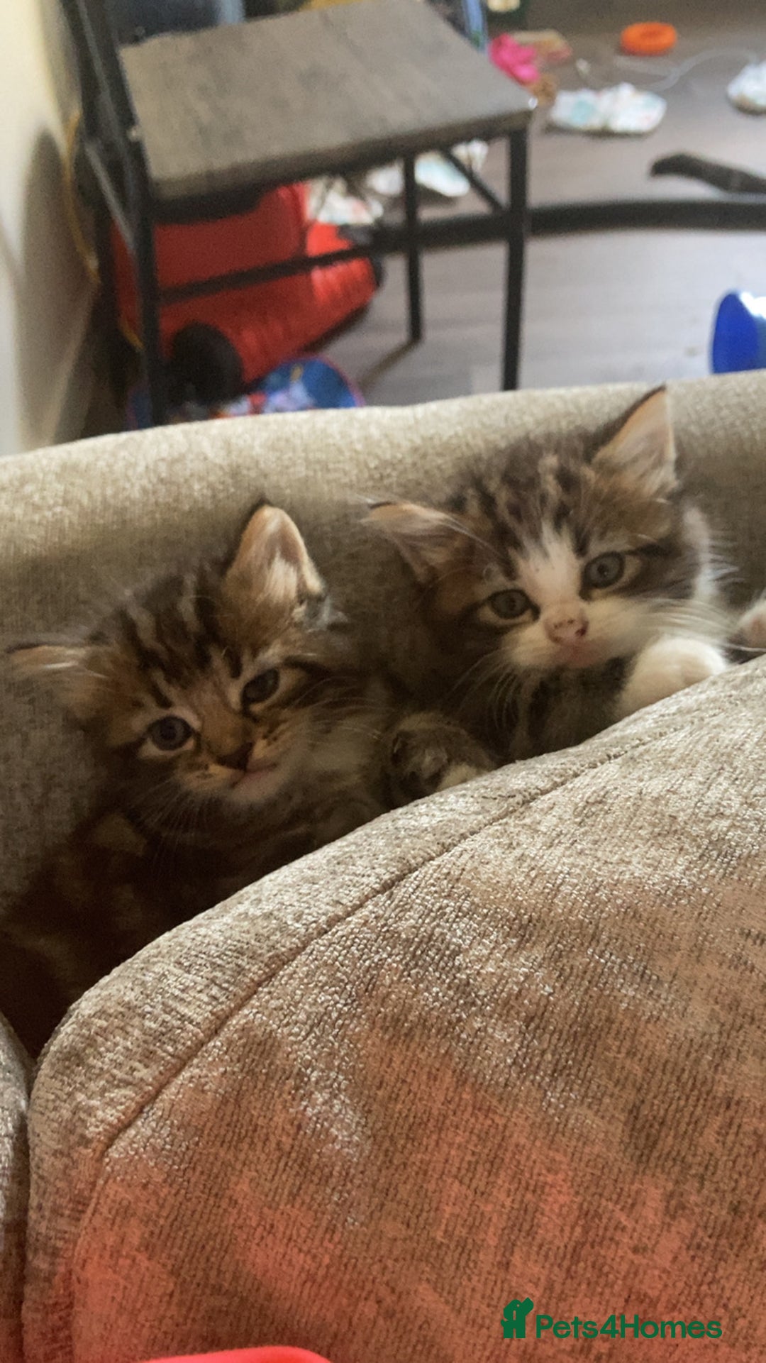Norwegian Forest Cat cats for sale: Norwegian forest cross tabby  - Image 2