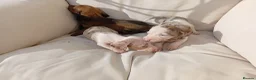 Dachshund dogs for sale: Dachshund puppies in Kettering - Advert 5