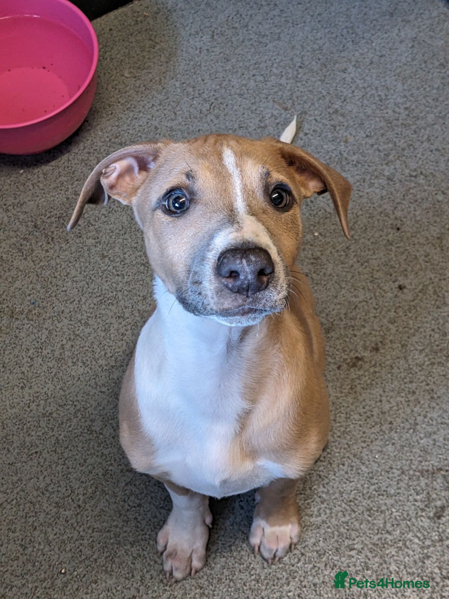 Mixed Breed dogs Puppy for sale - Advert 1