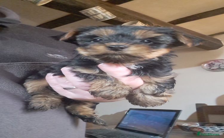 Yorkshire Terrier dogs Pedigree Yorkshire terrier puppy's  - Advert 5