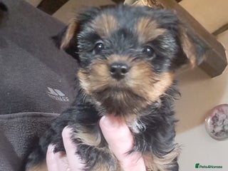 Yorkshire Terrier dogs Pedigree Yorkshire terrier puppy's - Advert 5