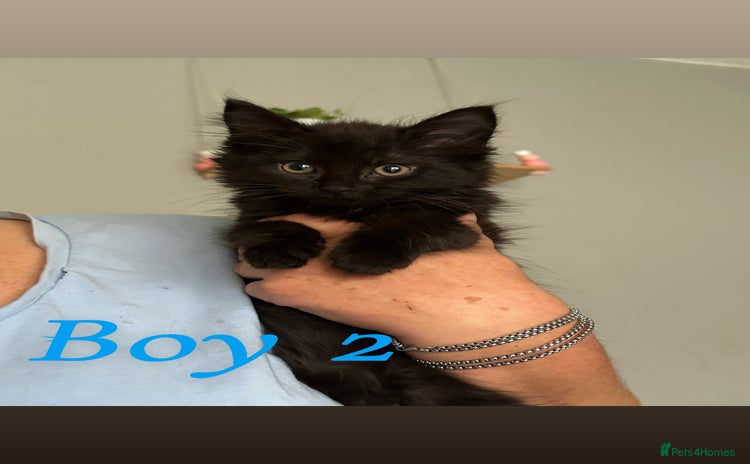 Domestic Shorthair cats - Advert 3