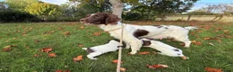 English Springer Spaniel dogs for sale: English Springer Spaniel pups, KC registered  - Advert 5