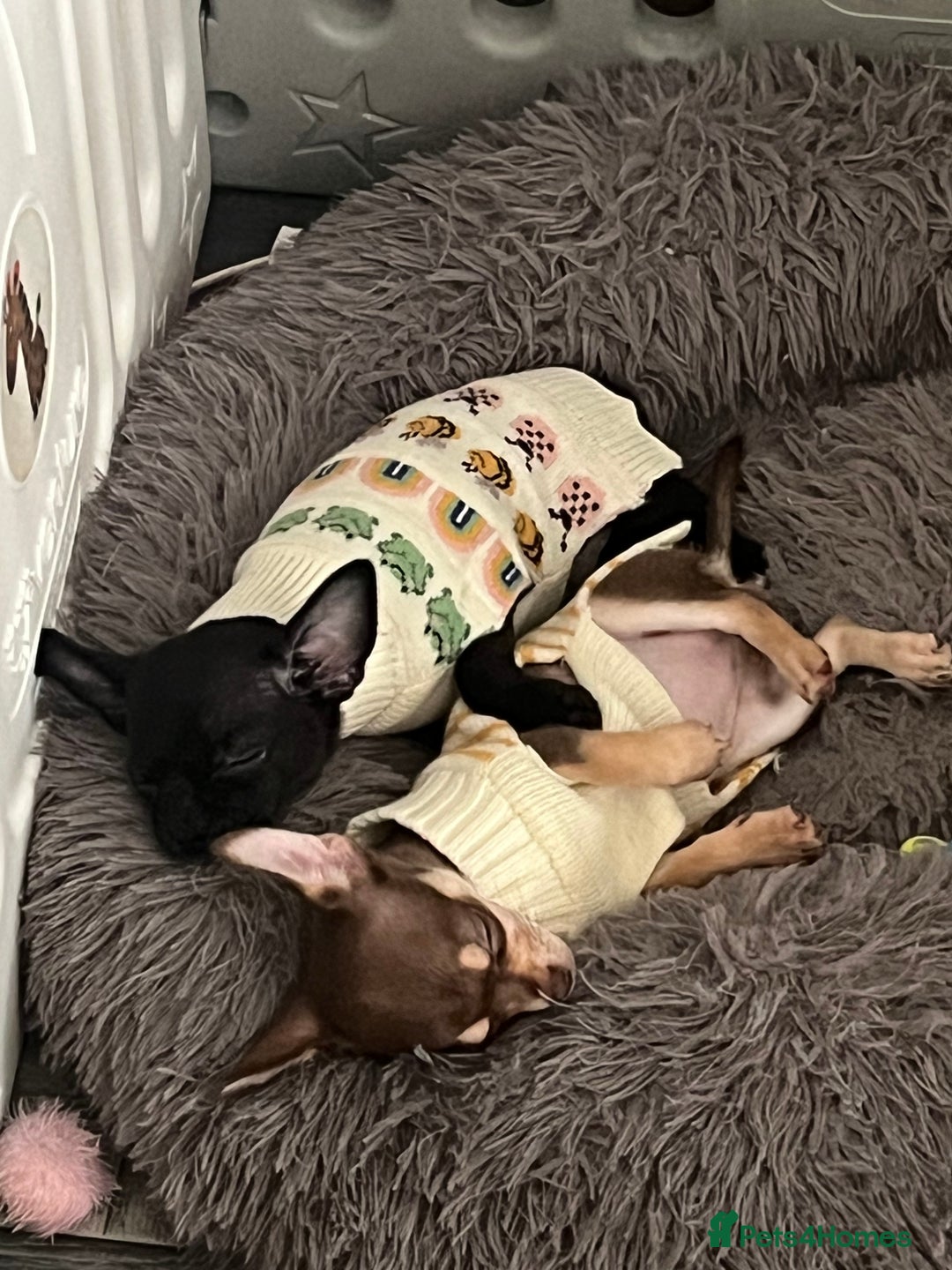 Chihuahua dogs for stud: Blue n tan small chihuahua stud carrying chocolate in Harpenden - Advert 15