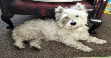 West Highland Terrier dogs - Advert 8