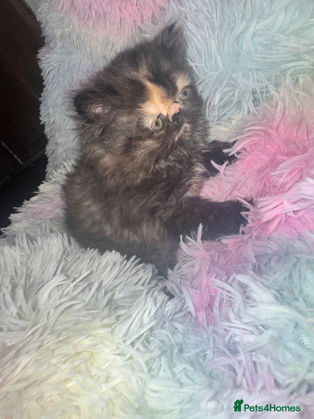 Persian cats for sale: Exotic long hair Persian kittens - Advert 2