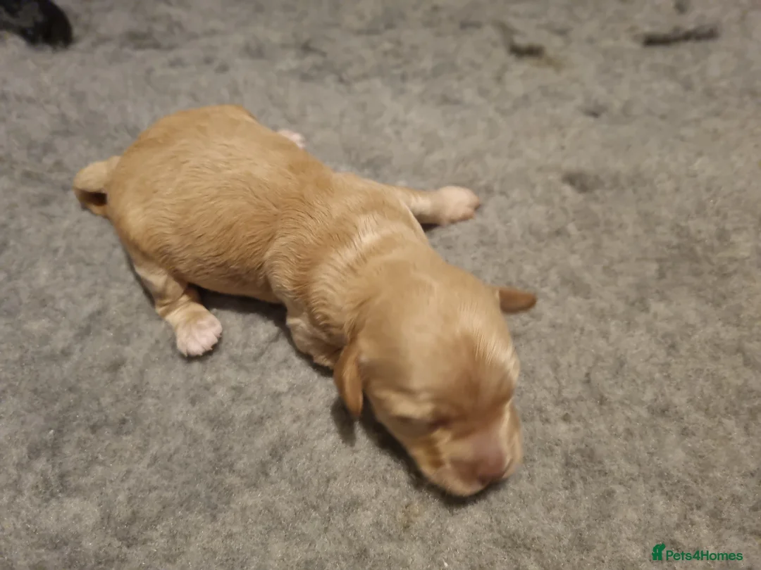 Cockapoo dogs for sale: Cockapoo puppies looking for their forever homes - Advert 15