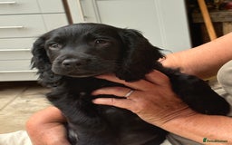 Cocker Spaniel dogs for sale: Frank - Image 4