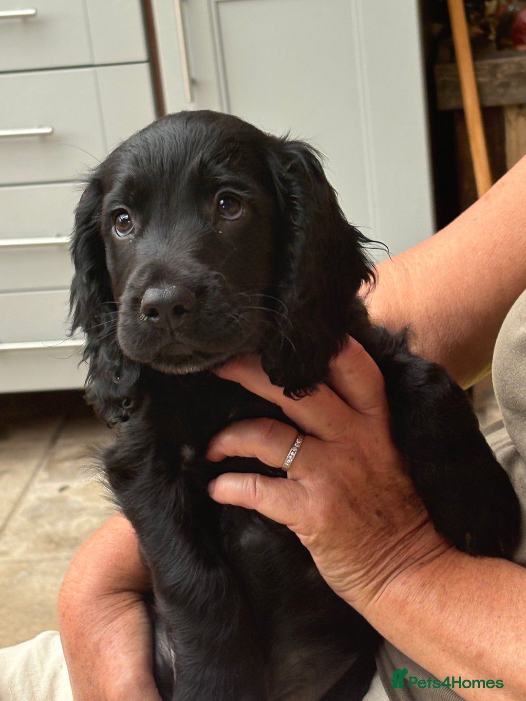 Cocker Spaniel dogs for sale: Frank - Image 4
