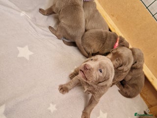 Labrador Retriever dogs - Advert 4