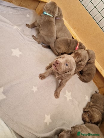 Labrador Retriever dogs - Advert 5