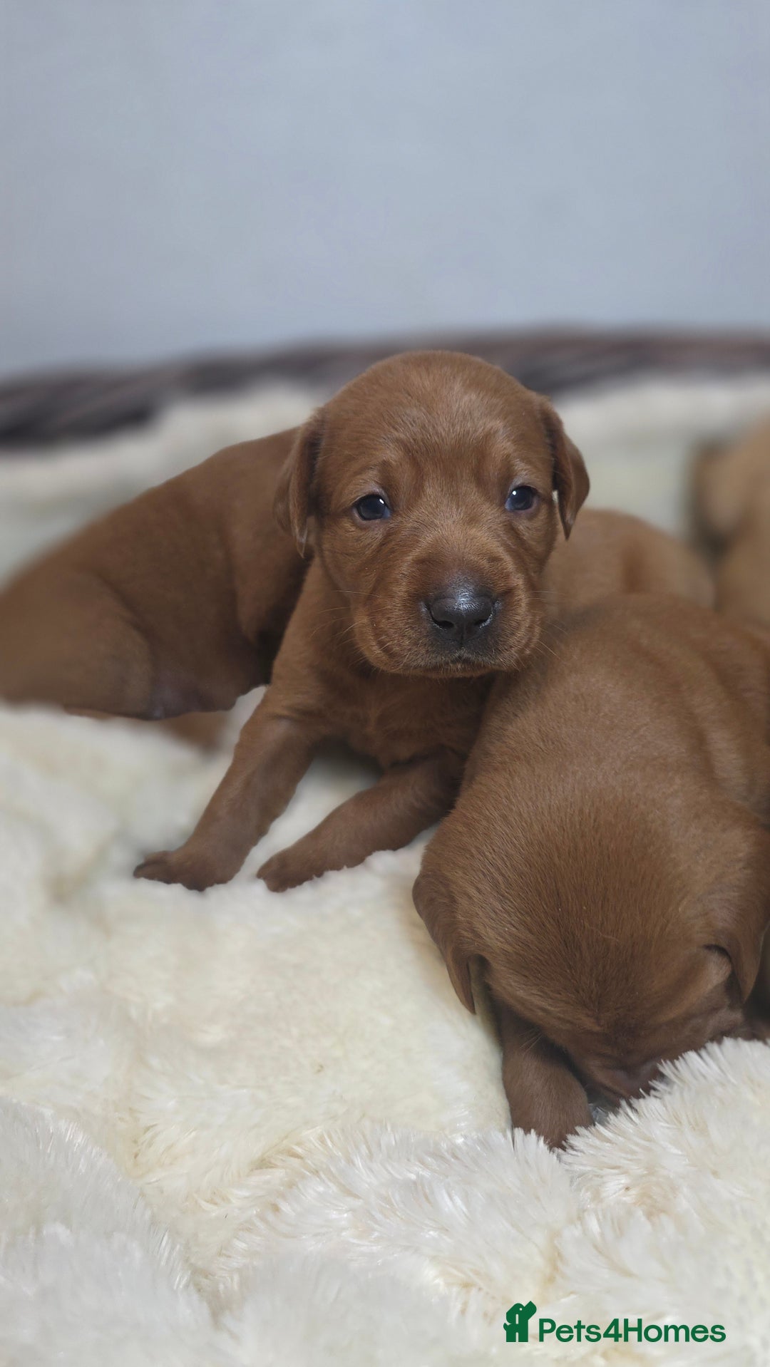 Labrador Retriever dogs for sale: Very Dark Fox Red Labrador Puppies *Health Tested* - Advert 10