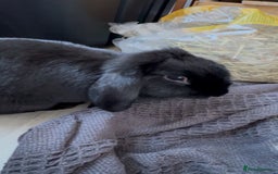 Mixed Breed rabbits for sale: Black Female Indoor Rabbit  - Advert 1