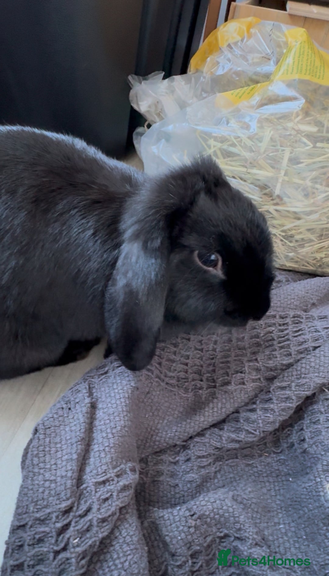 Mixed Breed rabbits for sale: Black Female Indoor Rabbit  - Advert 1