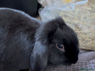 Mixed Breed rabbits Black Female Indoor Rabbit - Advert 1
