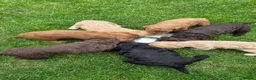 Cockapoo dogs for sale: Gorgeous Cockapoo Puppies Available forReservation - Advert 14