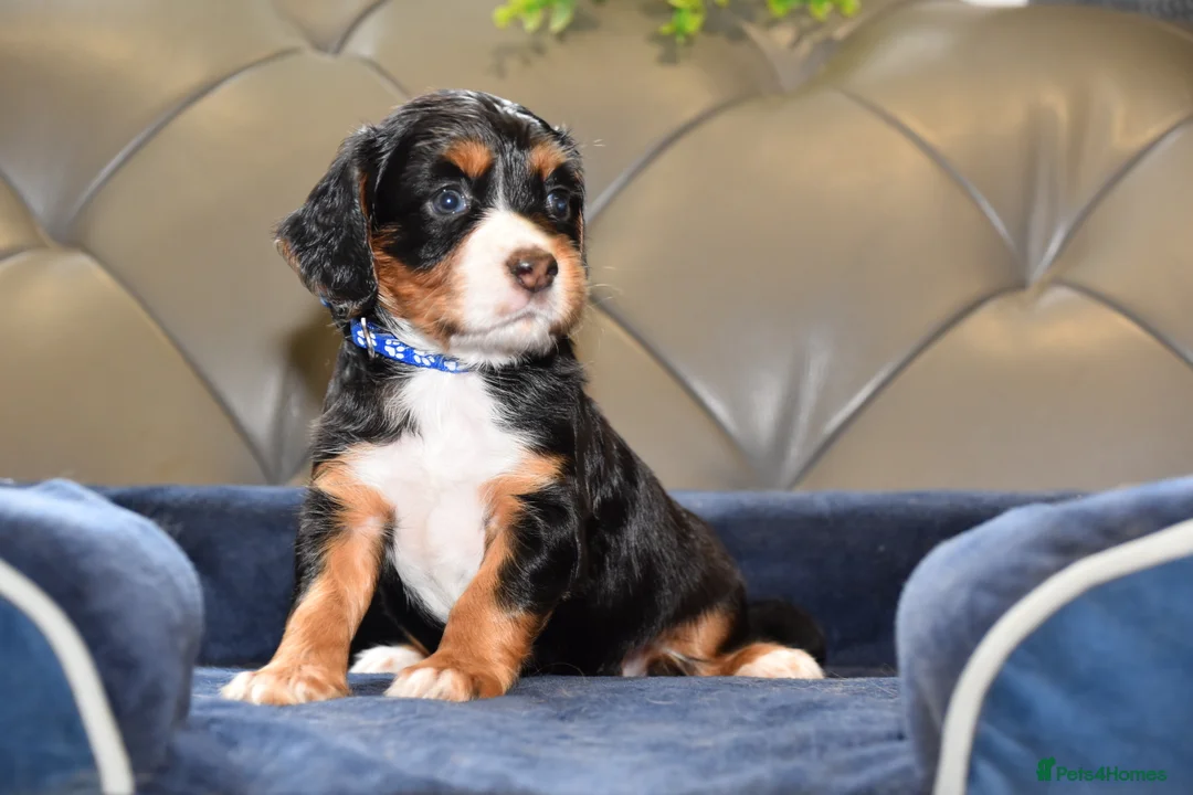 Cocker Spaniel dogs for sale: Kc Reg  Cocker Spaniel Puppies Health Tested - Advert 40