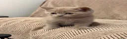 British Shorthair cats for sale: British Shorthair × Scottish Fold Mix Kittens - Advert 12