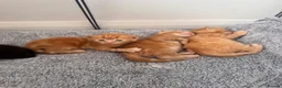 Mixed Breed cats for sale: Ready 10/08 kittens - Advert 3
