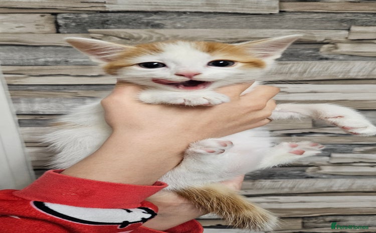Mixed Breed cats - Advert 1