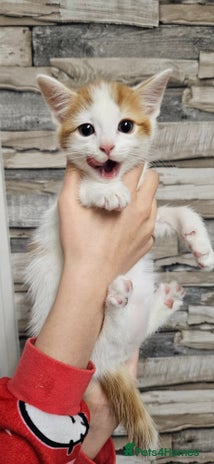 Mixed Breed cats - Advert 12