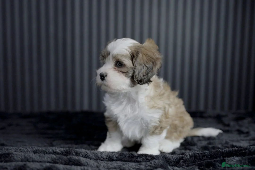 Mixed Breed dogs for sale: Beautiful Cava Tzu (Cavatzu) Puppies 2 Boys 1 Girl - Advert 11