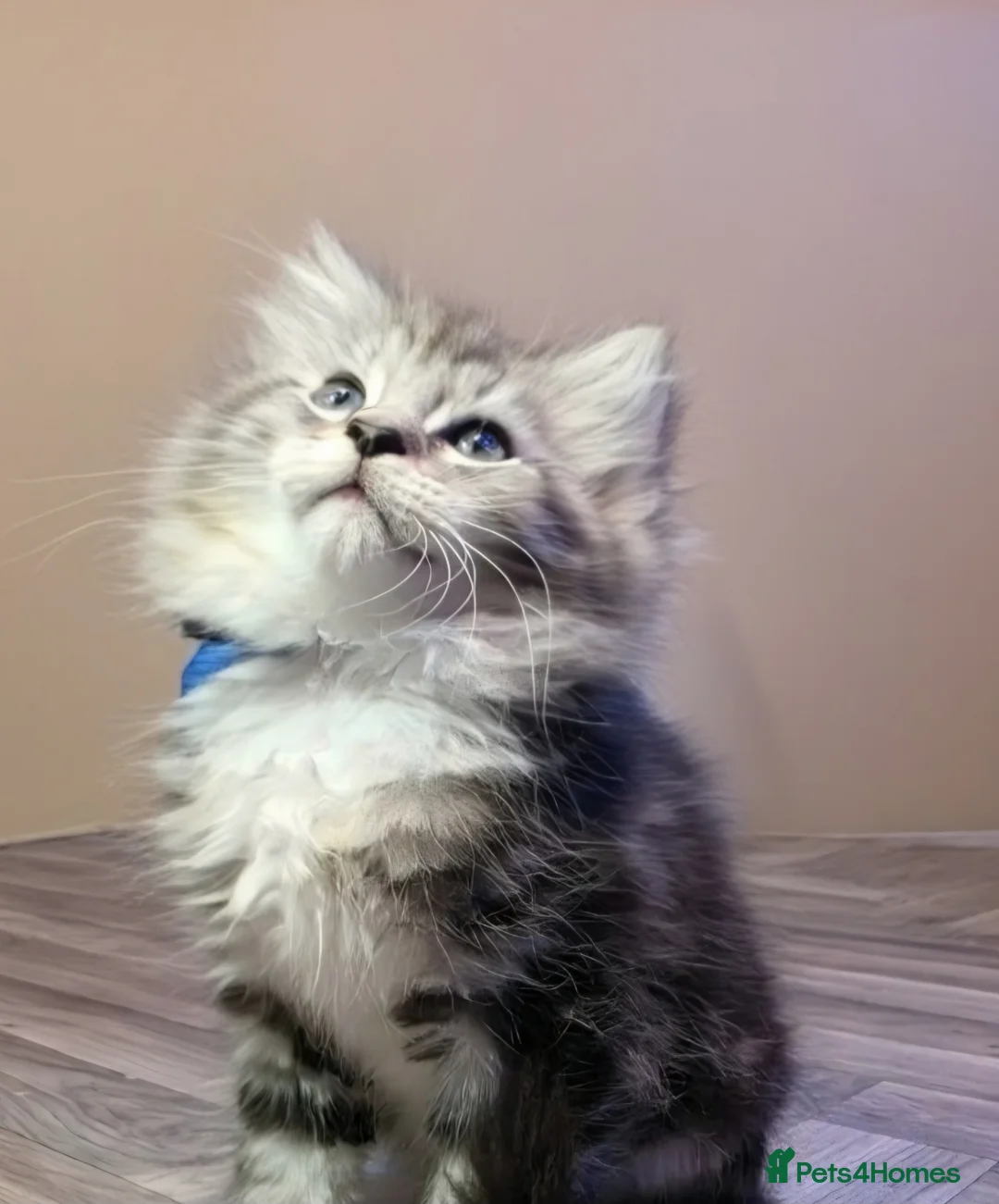 Mixed Breed cats for sale: Gorgeous main coon cross ragdoll kittens - Advert 1