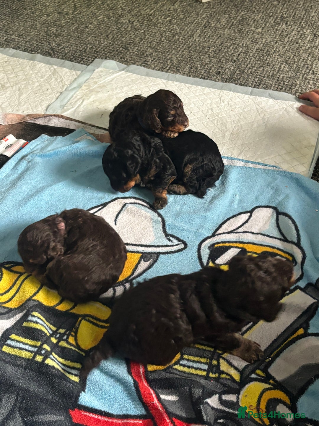 Poochon dogs for sale: Chocolate Phantom Poochon Puppies - Image 1