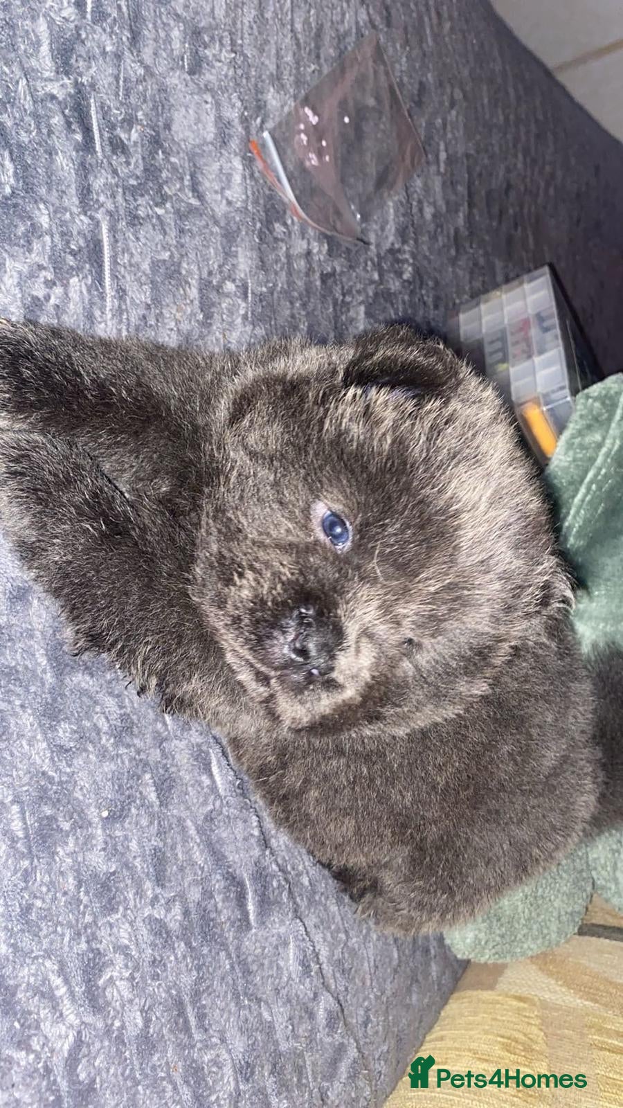 Chow Chow dogs Chow chow puppy - Advert 2