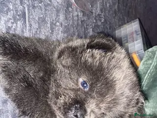 Chow Chow dogs Chow chow puppy - Advert 2