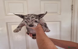 American Bully dogs for sale: David  - Image 19