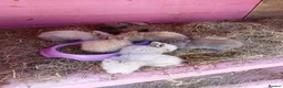 Lionhead rabbits for sale: Lionheads unsexed atm - Advert 11