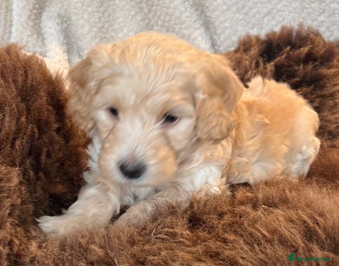 Cockapoo dogs for sale: Stunning F1 Cockapoos  - Advert 18