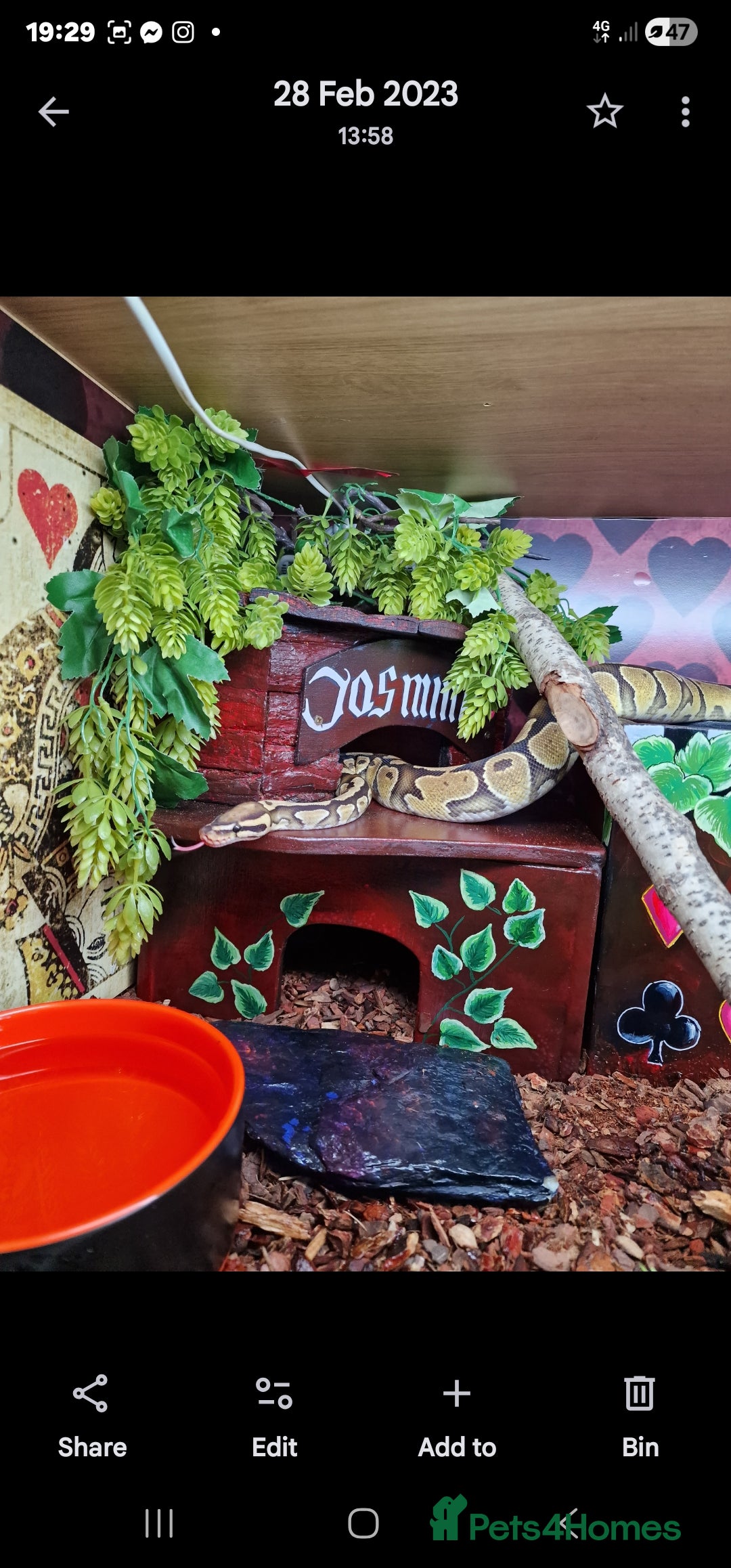 Python Snake reptiles for sale: Gorgeous royal python and full set up - Advert 7