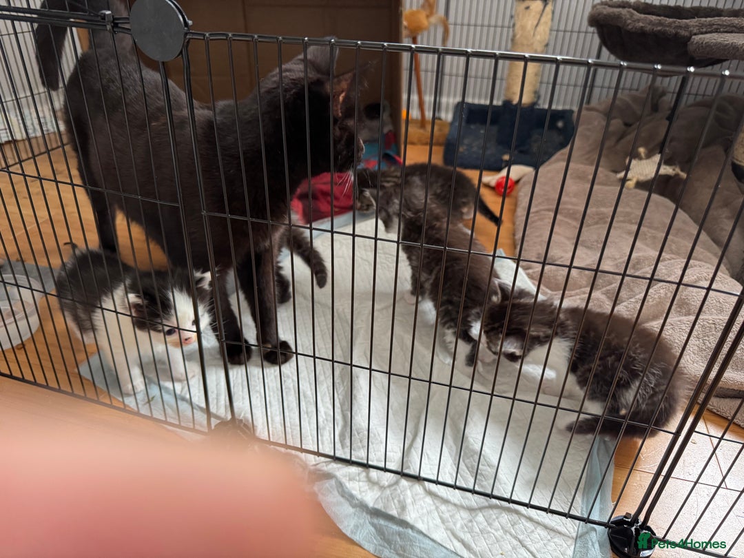 Domestic Shorthair cats for sale: 5 short/fluffy domestic kittens  - Image 2