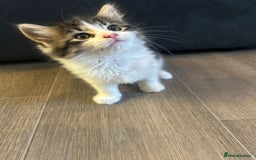 Mixed Breed cats for sale: Gorgeous Maine coone cross kittens! - Image 8
