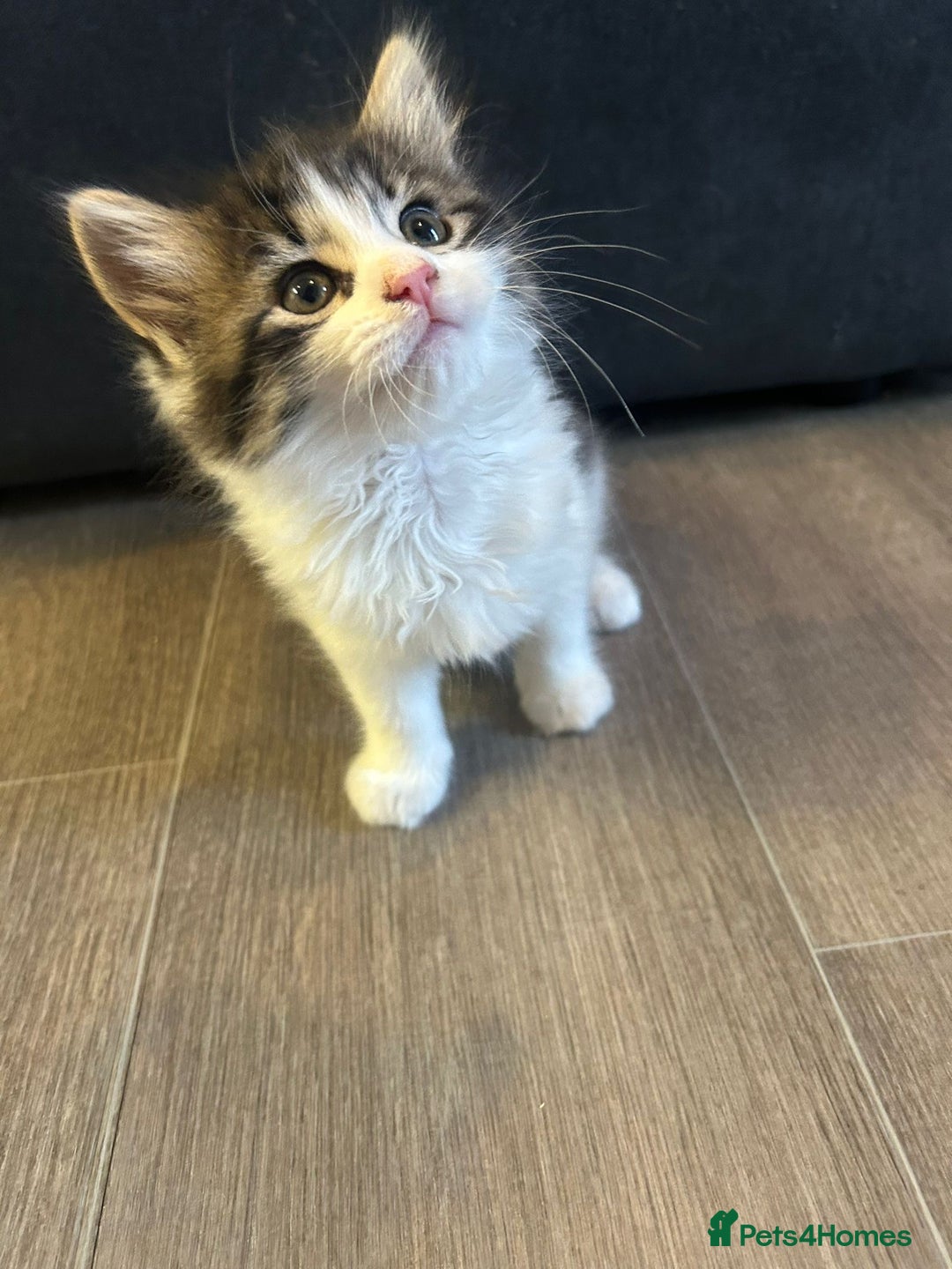 Mixed Breed cats for sale: Gorgeous Maine coone cross kittens! - Image 8