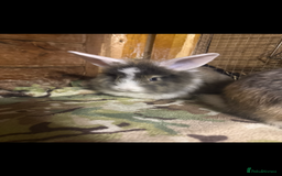 Mini Lop rabbits for sale: New litter added, angora/lionhead bunny rabbits  - Image 10