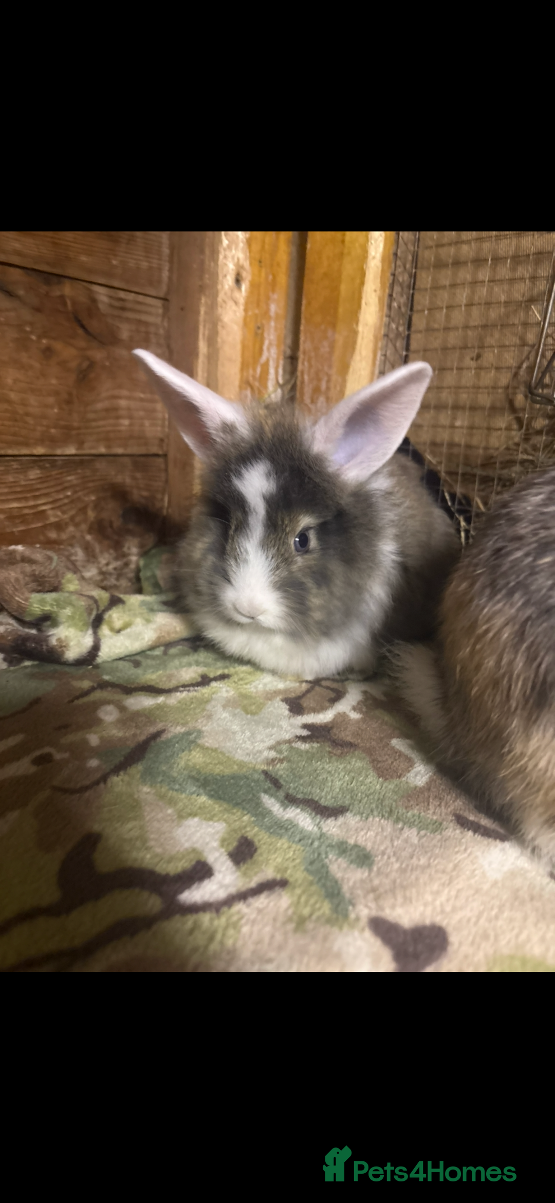 Mini Lop rabbits for sale: New litter added, angora/lionhead bunny rabbits  - Image 10
