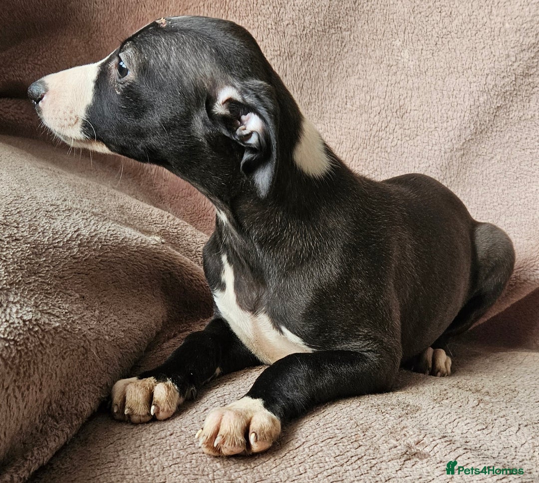 Whippet dogs for sale: **Ready now**KC HEART AND HEALTH TESTED WHIPPETS - Image 7